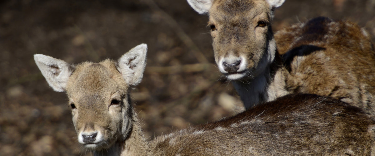 Deer